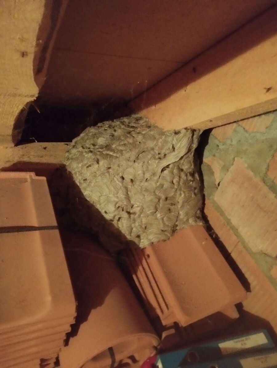 bienennest-am-haus-entfernen.jpg
