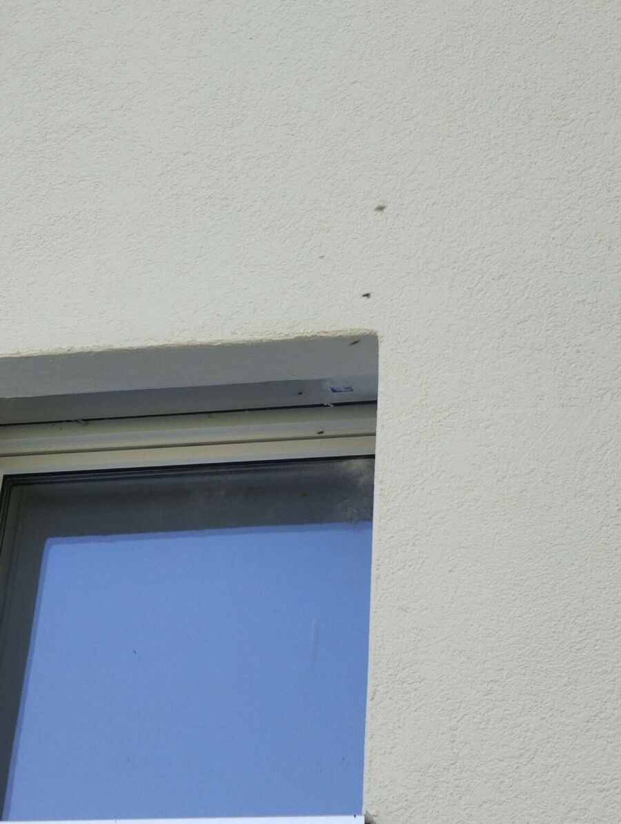  Bienennest entfernen.jpeg