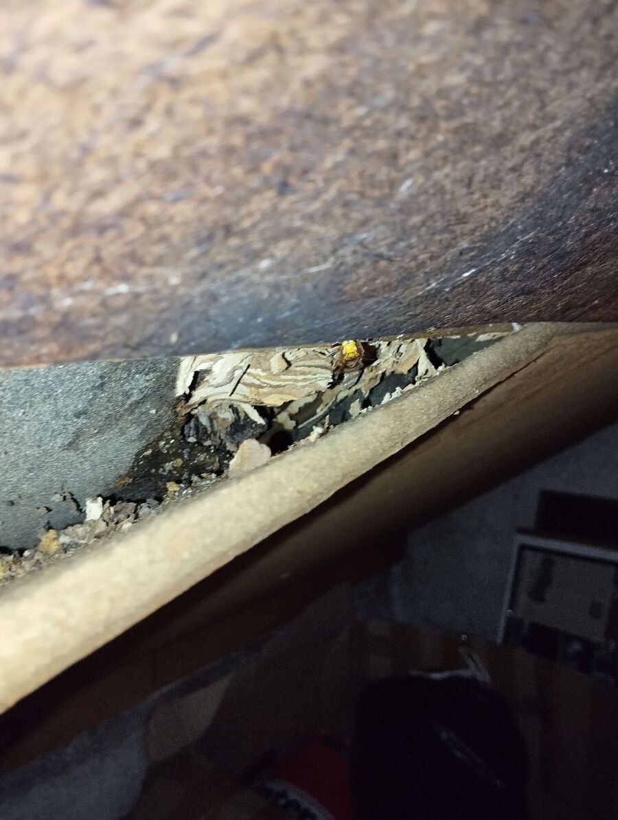  Bienennest entfernen.jpeg