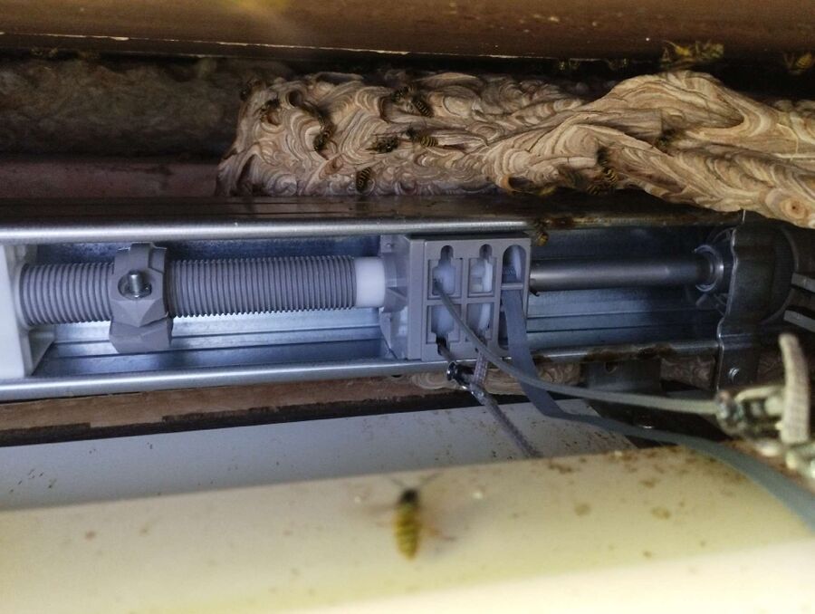 Bienen umsiedeln &  Bienennest entfernen 