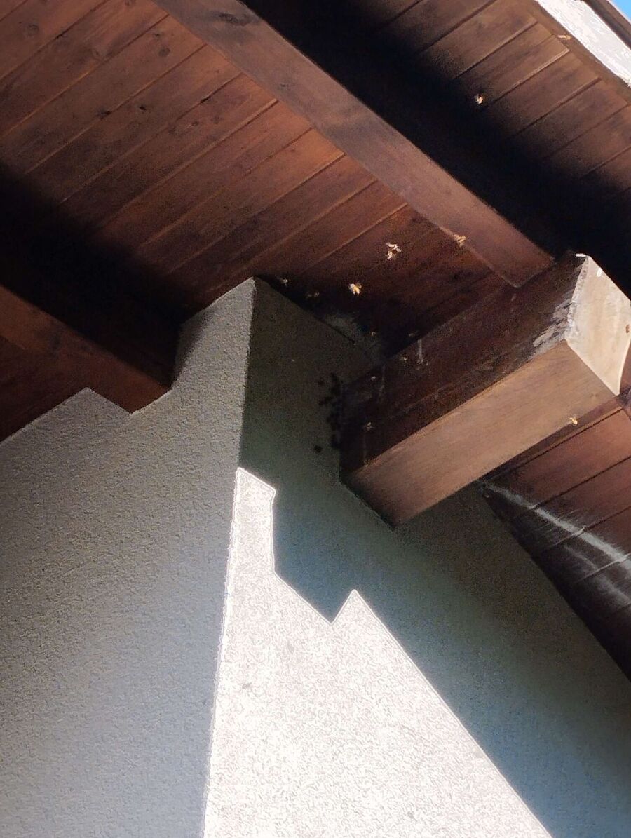 Bienen umsiedeln &  Bienennest entfernen 