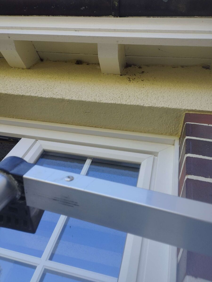 Bienen umsiedeln &  Bienennest entfernen 