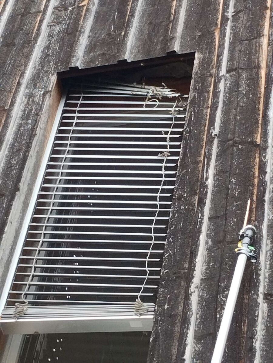 Bienen umsiedeln &  Bienennest entfernen 