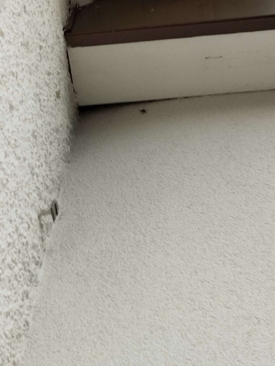  Bienennest entfernen.jpeg