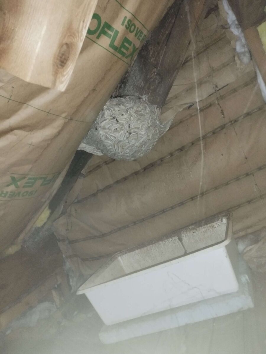  Bienennest entfernen