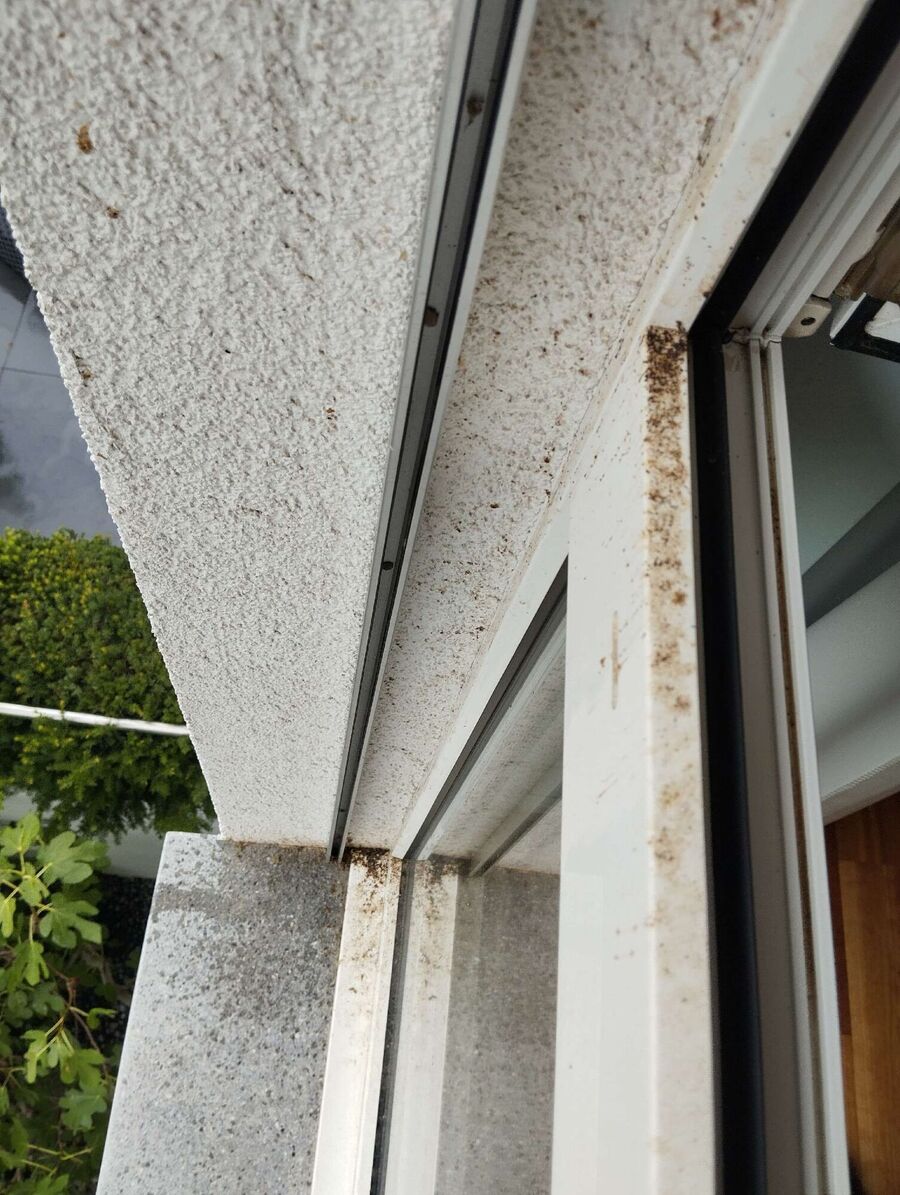  Bienennest entfernen