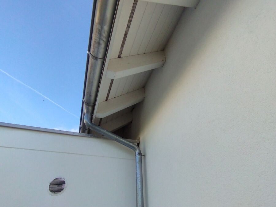 Bienen umsiedeln &  Bienennest entfernen 