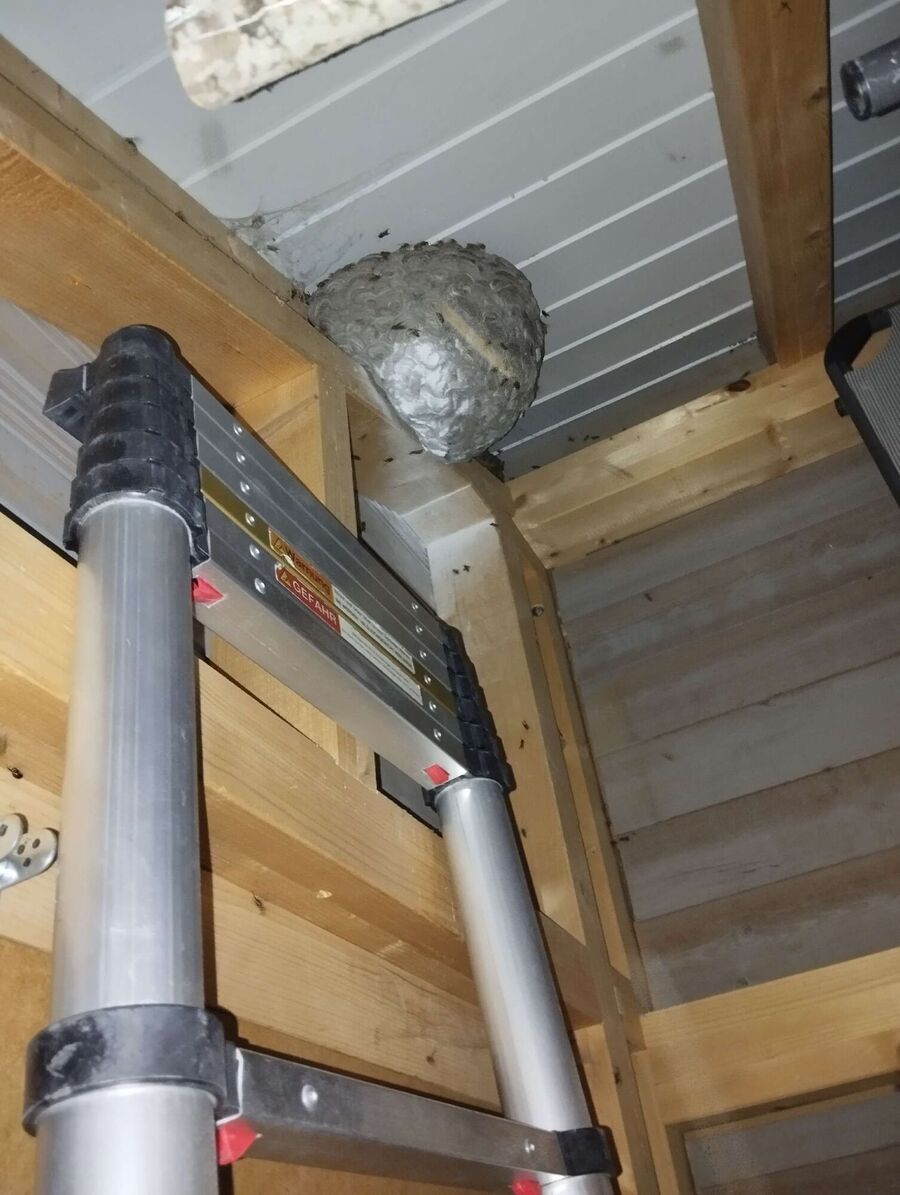 bienennest-am-haus-entfernen.jpg