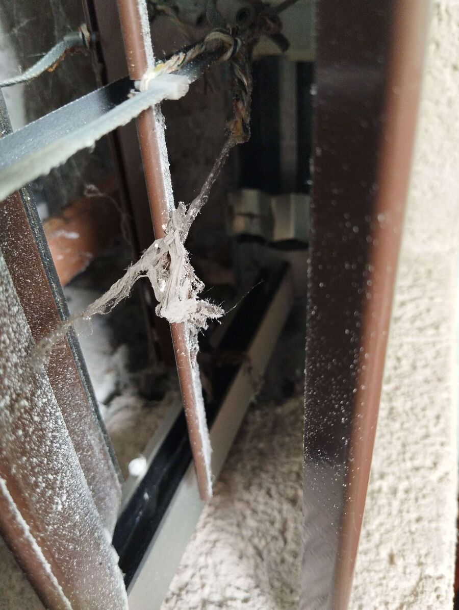  Bienennest entfernen.jpeg