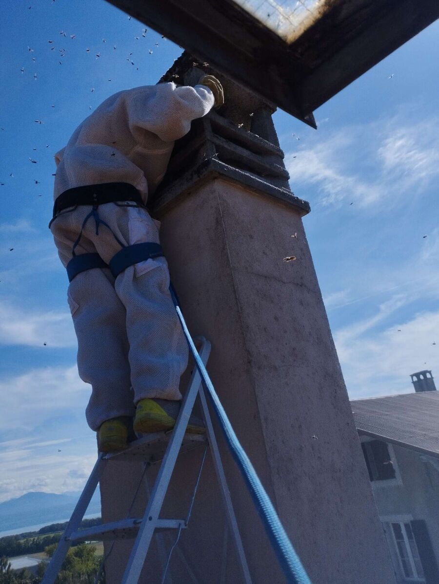 bienennest-am-haus-entfernen.jpg