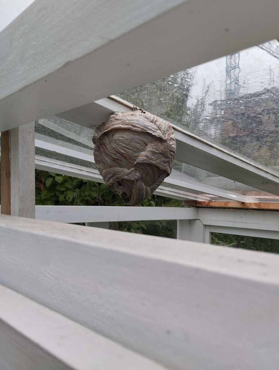  Bienennest entfernen.jpeg