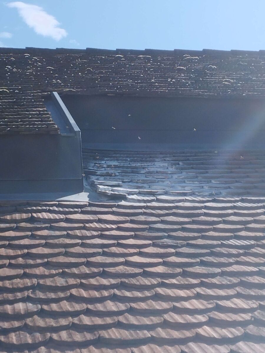 Bienen umsiedeln &  Bienennest entfernen 