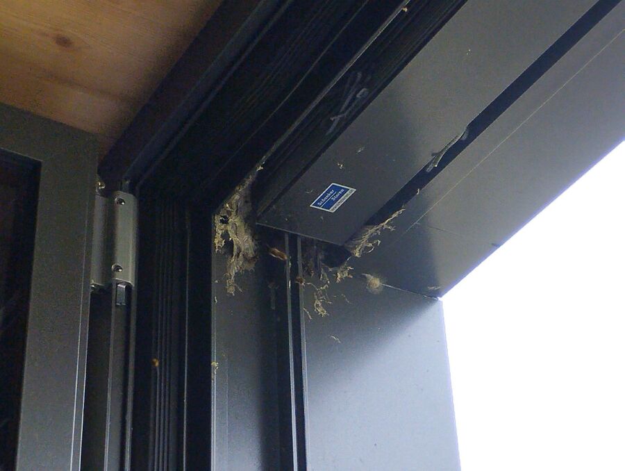  Bienennest entfernen.jpeg