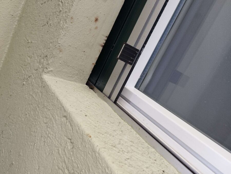 Bienen umsiedeln &  Bienennest entfernen 