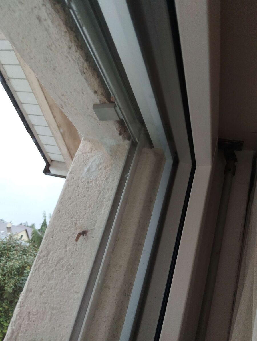  Bienennest entfernen.jpeg