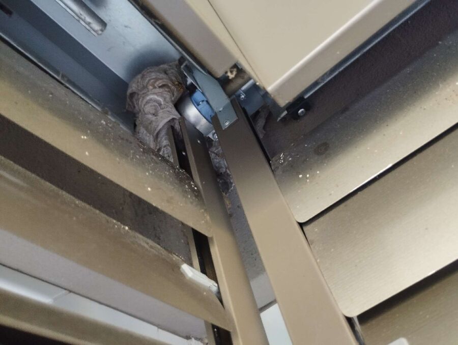  Bienennest entfernen