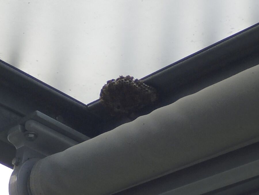  Bienennest entfernen.jpeg