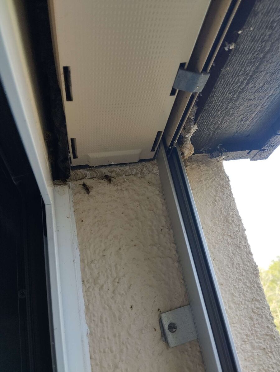 Bienen umsiedeln &  Bienennest entfernen 