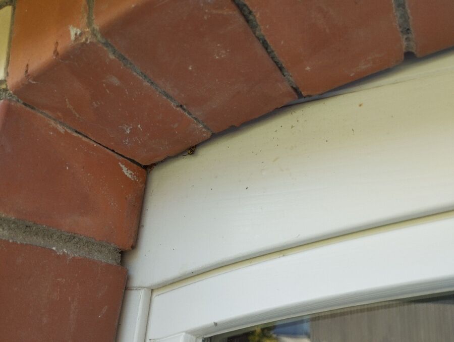  Bienennest entfernen.jpeg