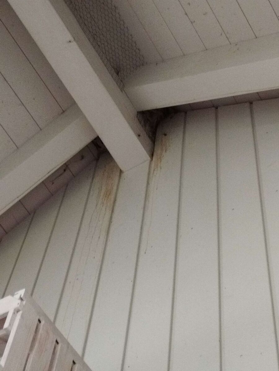 Bienen umsiedeln &  Bienennest entfernen 