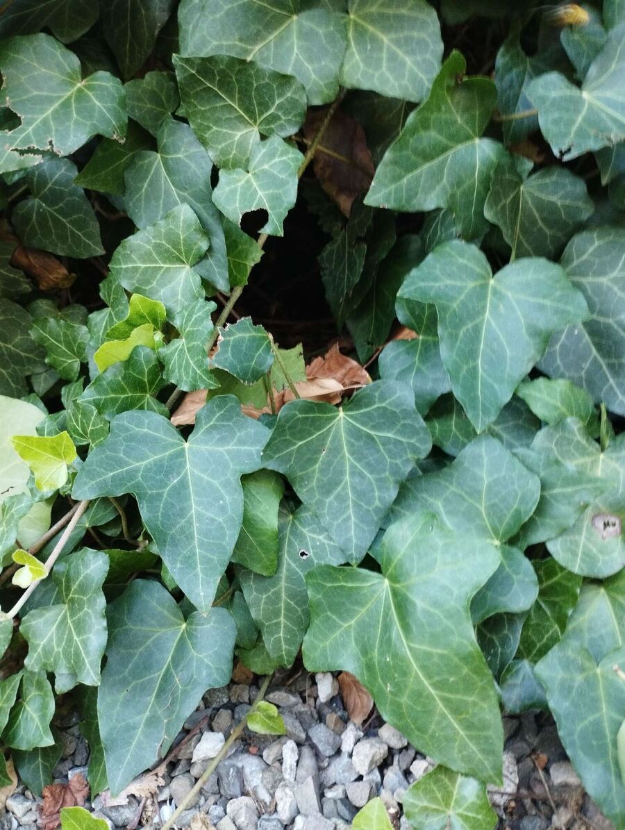  Bienennest entfernen.jpeg