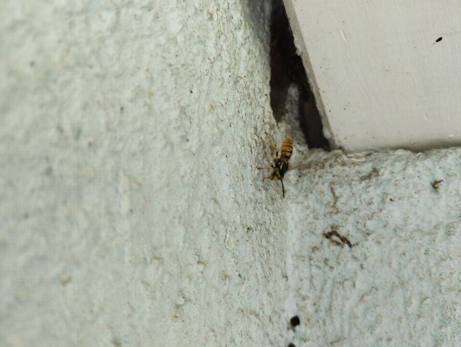  Bienennest entfernen