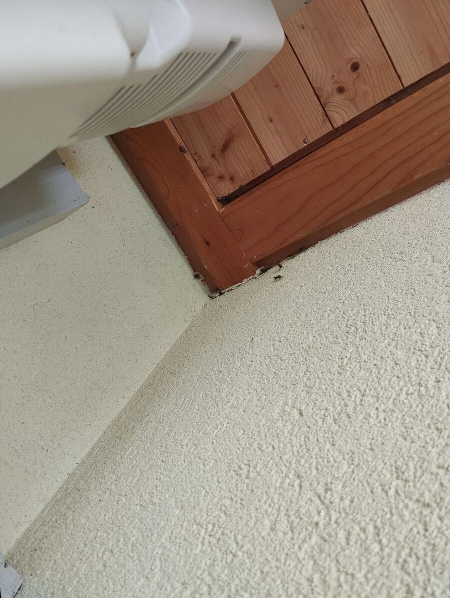 Bienen umsiedeln &  Bienennest entfernen 