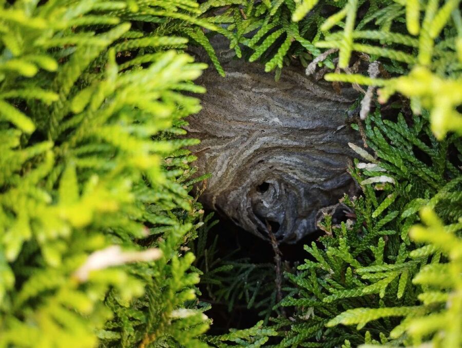 bienennest-am-haus-entfernen.jpg