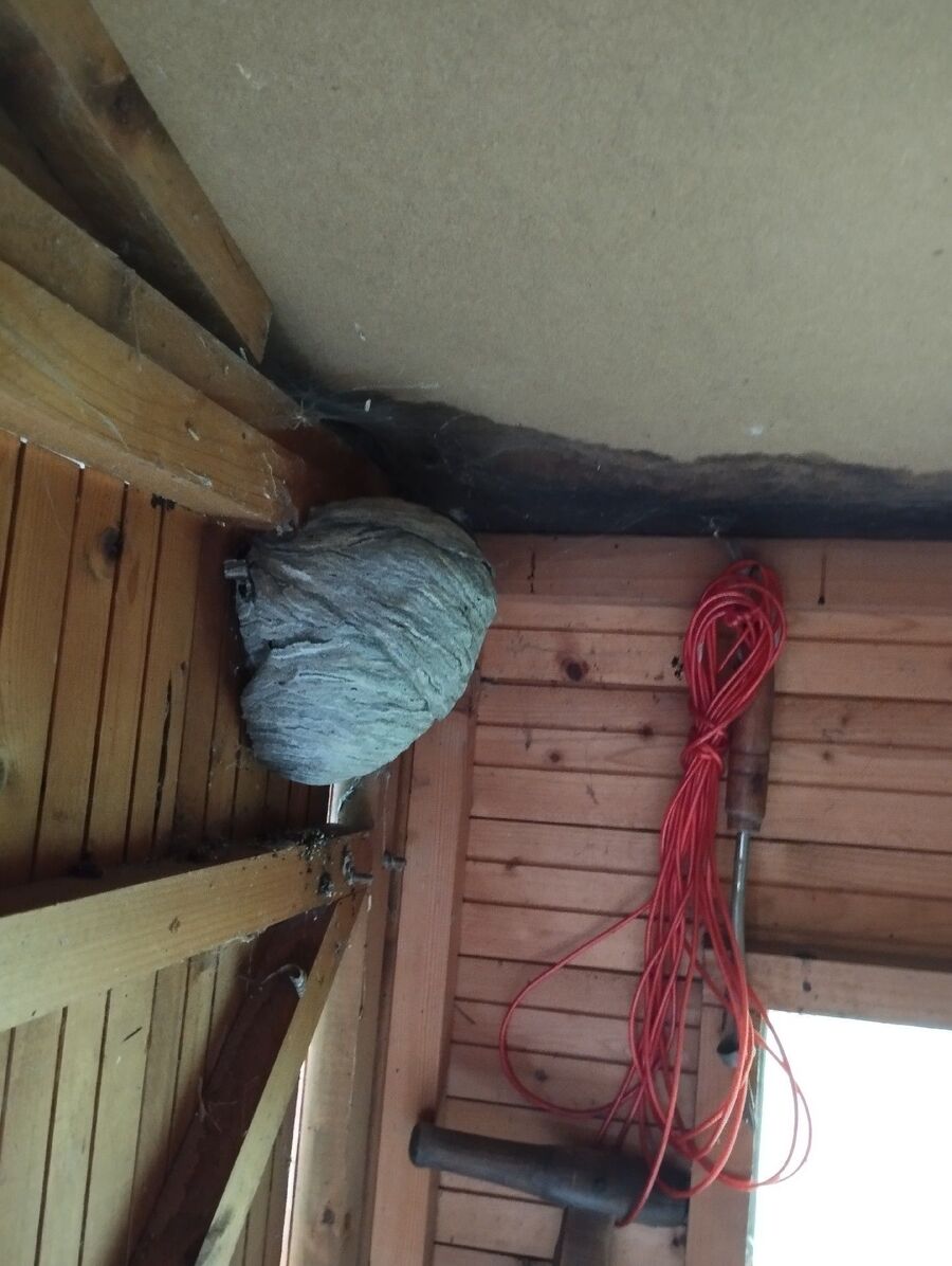 Bienen umsiedeln &  Bienennest entfernen 