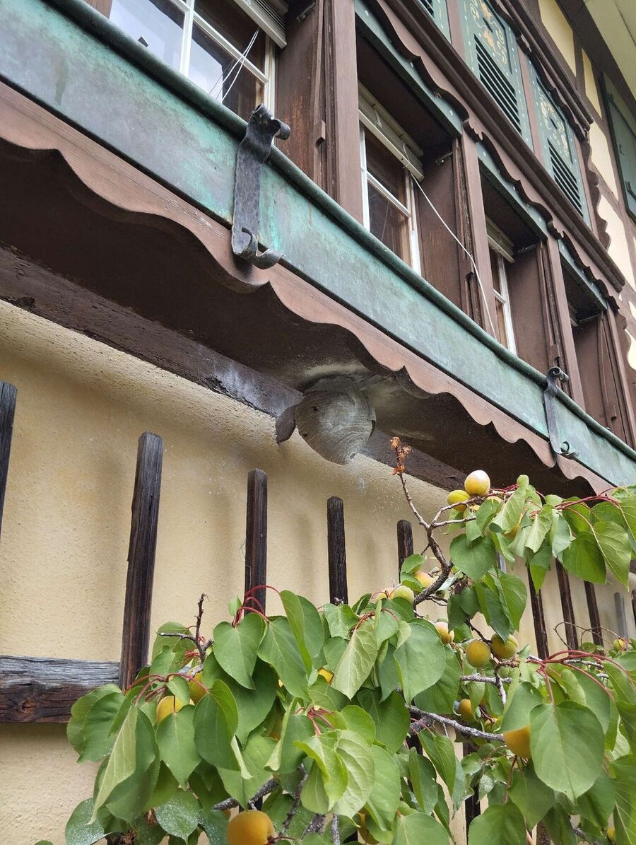  Bienennest entfernen.jpeg