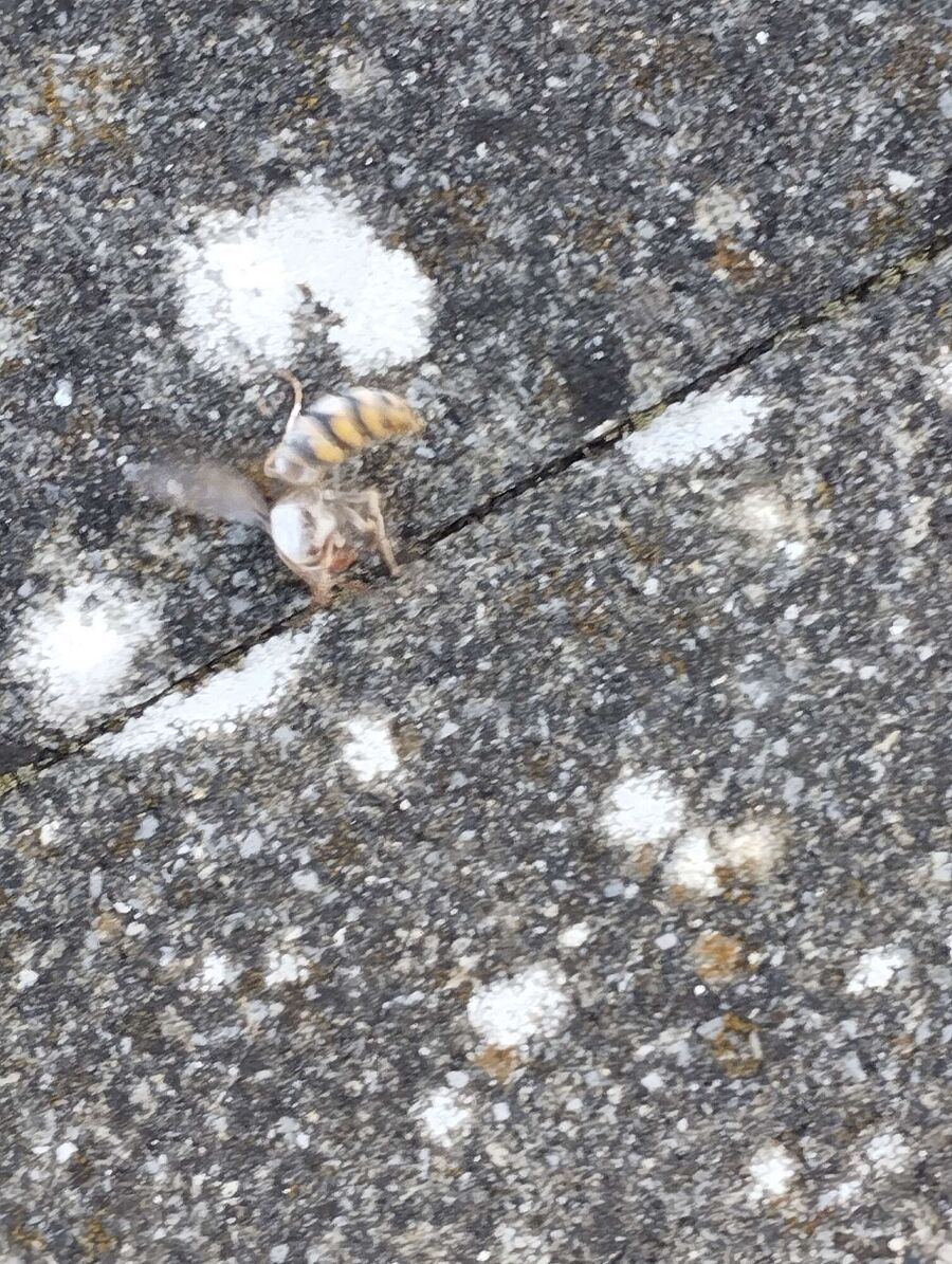  Bienennest entfernen