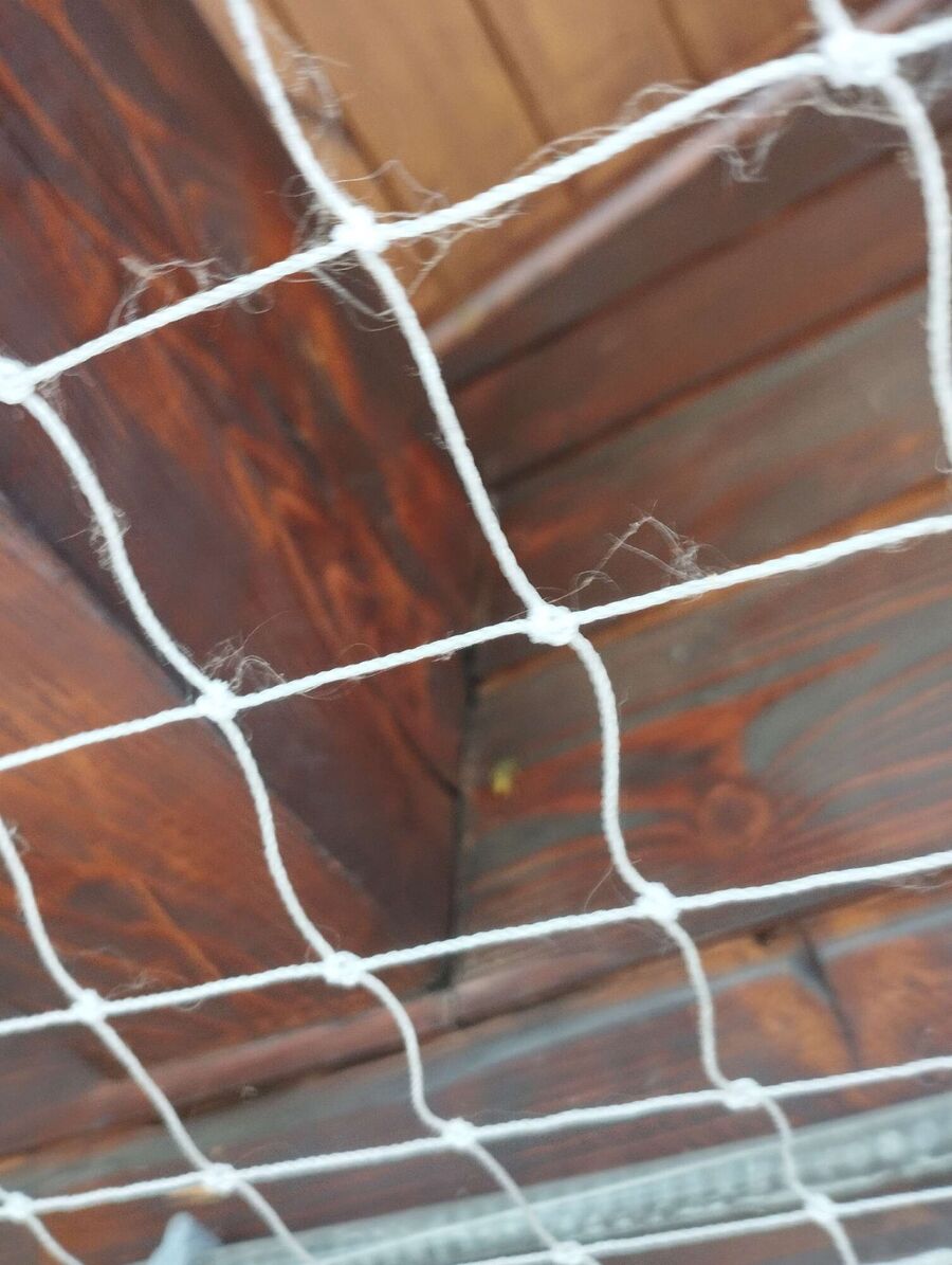  Bienennest entfernen.jpeg