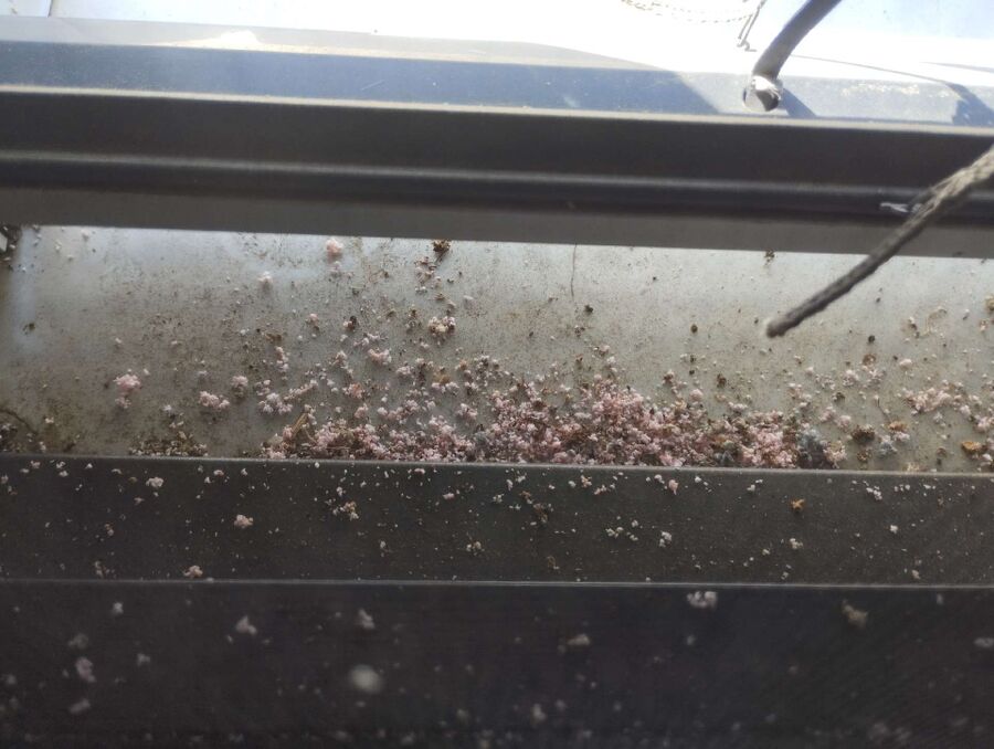  Bienennest entfernen.jpeg