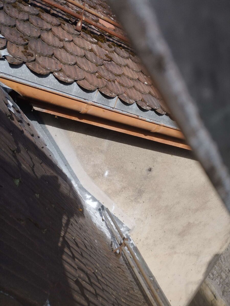 Bienen umsiedeln &  Bienennest entfernen 