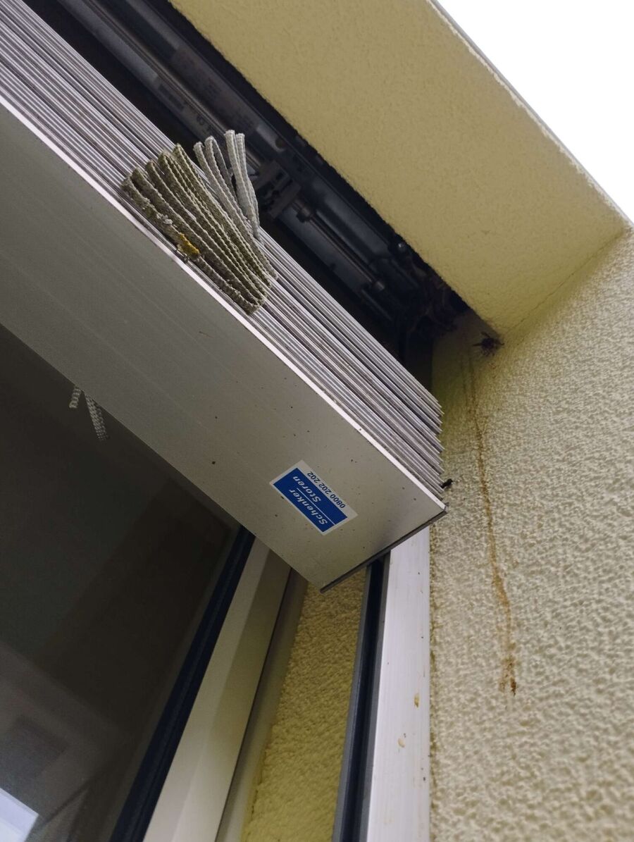 Bienen umsiedeln &  Bienennest entfernen 