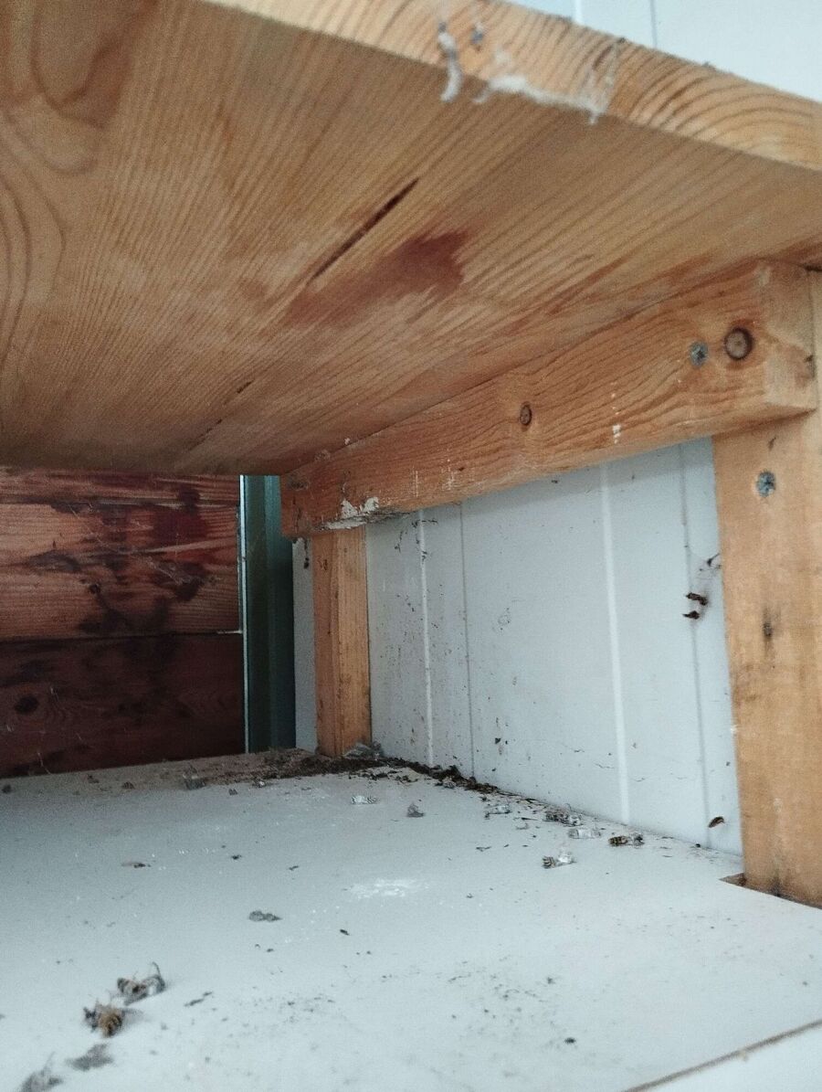  Bienennest entfernen