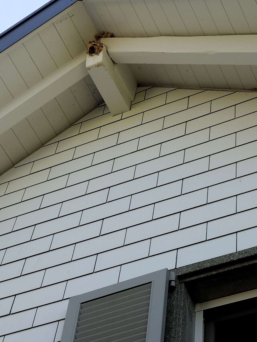 bienennest-am-haus-entfernen.jpg