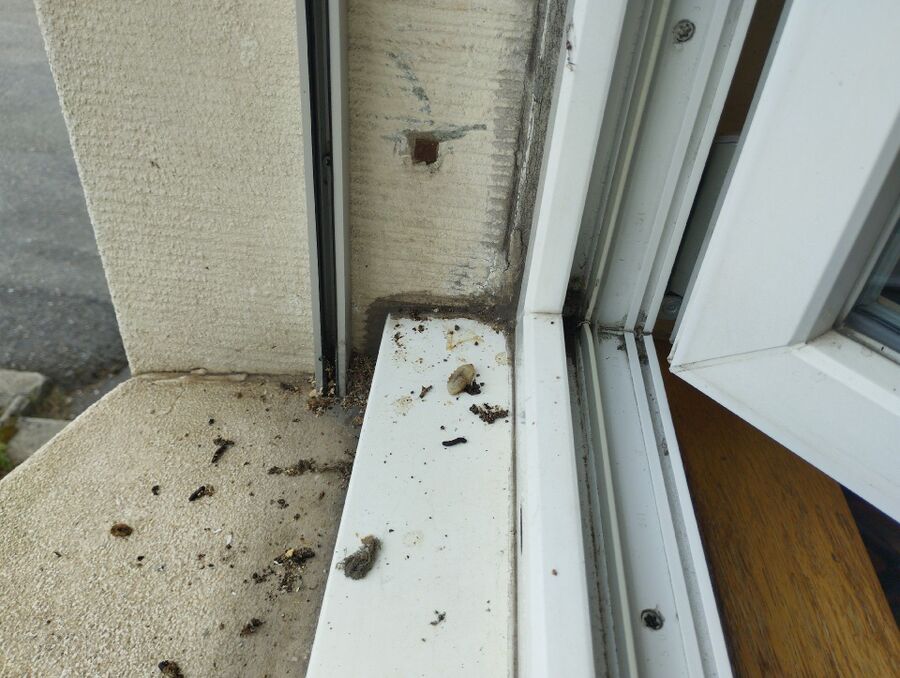  Bienennest entfernen.jpeg