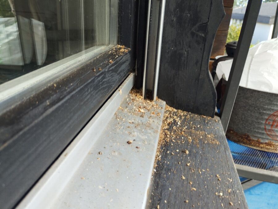  Bienennest entfernen.jpeg