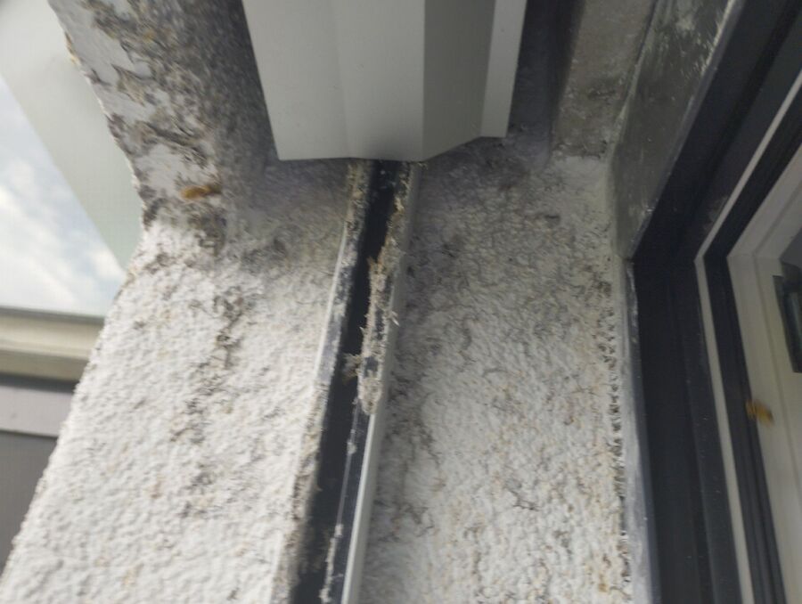  Bienennest entfernen