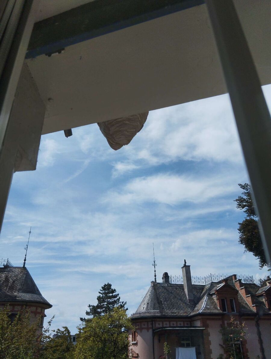  Bienennest entfernen.jpeg