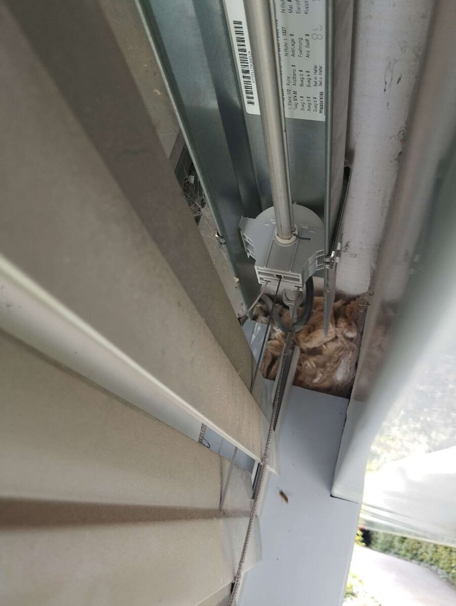  Bienennest entfernen.jpeg