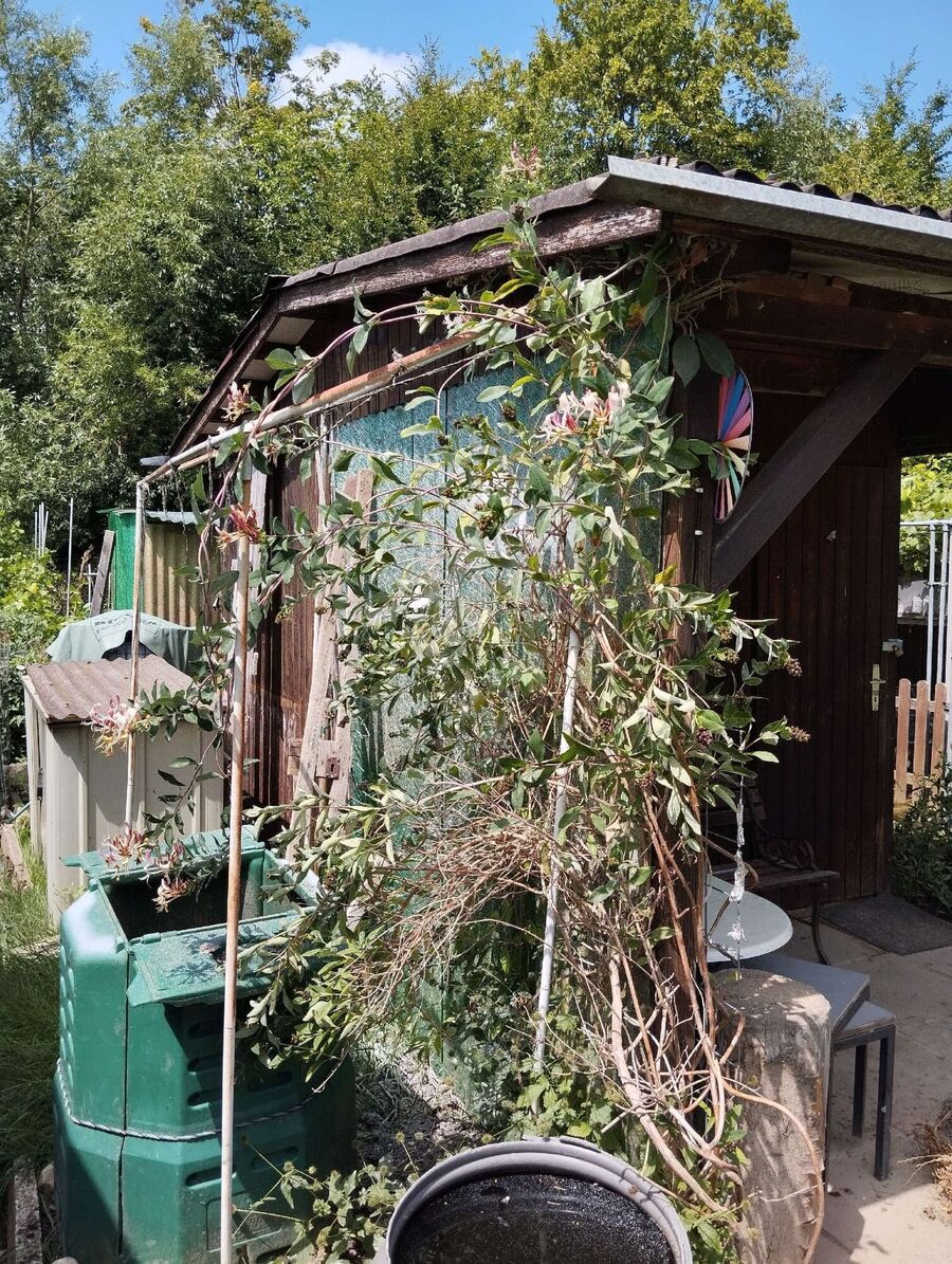 Bienen umsiedeln &  Bienennest entfernen 