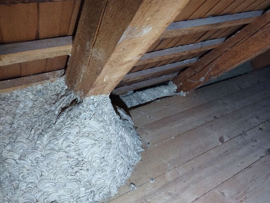  Bienennest entfernen.jpeg