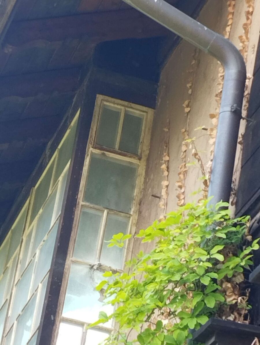  Bienennest entfernen