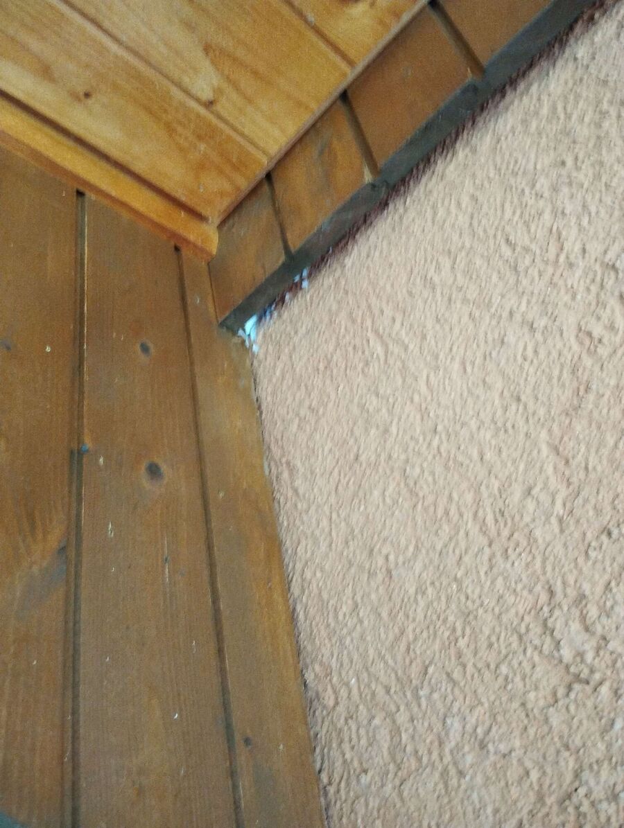  Bienennest entfernen