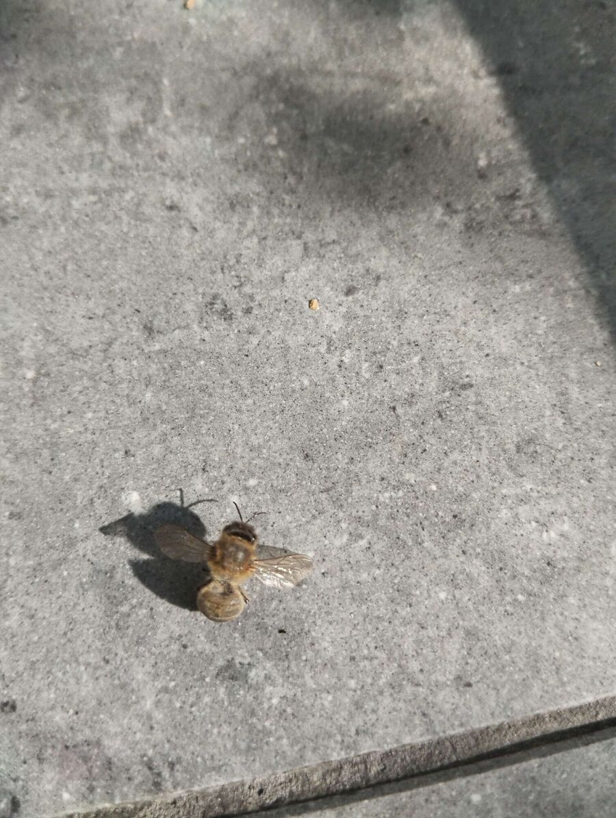  Bienennest entfernen.jpeg