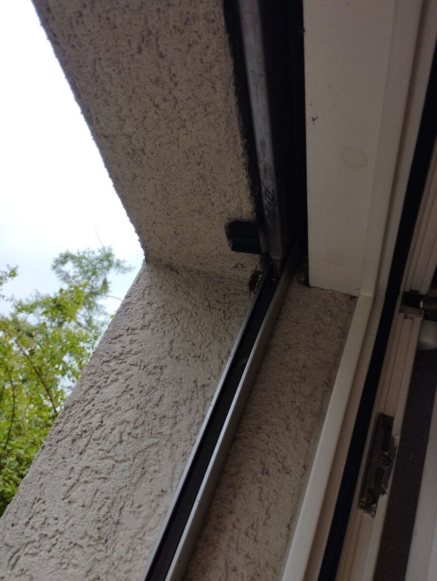  Bienennest entfernen