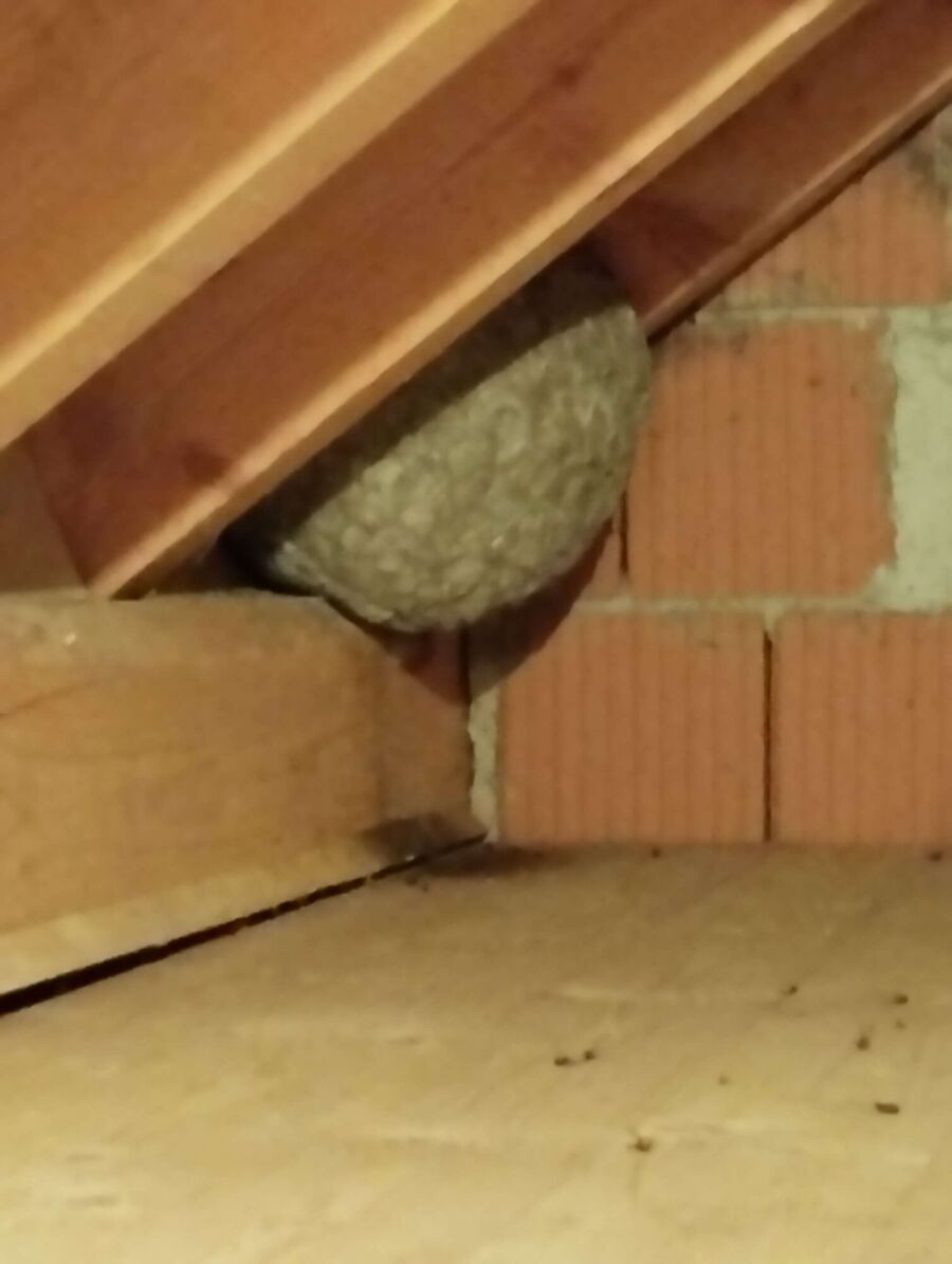  Bienennest entfernen.jpeg