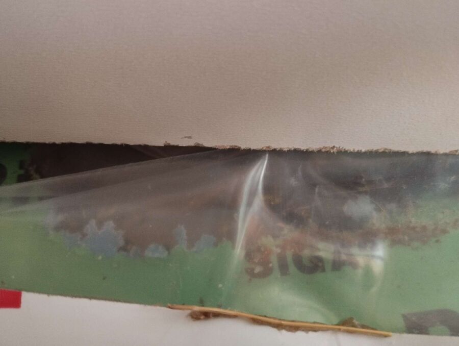  Bienennest entfernen.jpeg